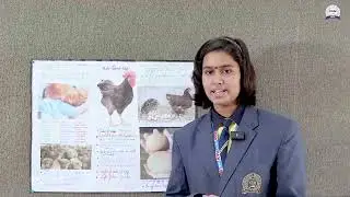 Rhode Island Red: The Ultimate Egg & Meat Chicken Guide!