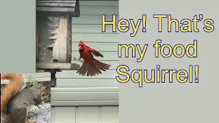 Patio Squirrels & Birds