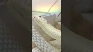 Kingsnake
