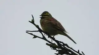 Male Cirl Bunting (Emberiza cirlus)