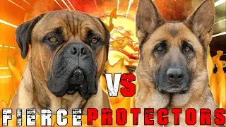 Bullmastiff vs German Shepherd | German Shepherd vs Bullmastiff | Powerful Guard Dog | Billa Boyka |