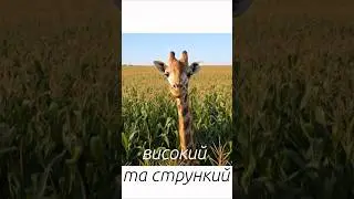 Справді висока кукурудза. ДМС Кортес
