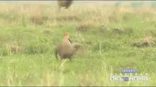 Lesser Prairie Chickens at Selman Ranch