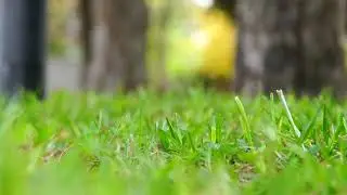 Grass Close Up - Royalty Free Stock Footage