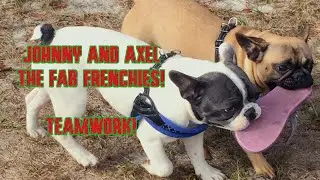 ADORABLE FRENCHIE PUPPIES GROWING UP TOGETHER #FrenchBulldog