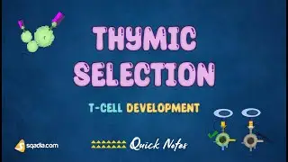 T-Lymphocyte Development - Thymic Selection