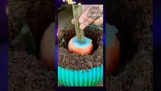Como fazer a muda de manga crescer saud&aacute;vel e forte