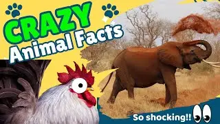CRAZY ANIMAL FACTS || Its so shocking!!!
