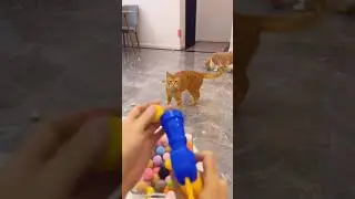 Cats World 2 #funny #petshub #viralvideo #cute 