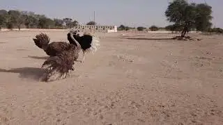 Female Ostrich protecting its offspring