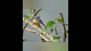 common kingfisher eating fish. #commonkingfisher#ayodhya #birds #newvideo