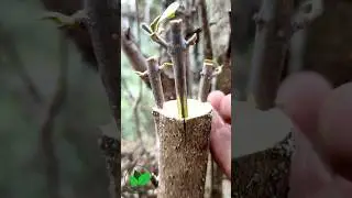 Olive tree grafting techniques in spring #olive #oliveoil #olivegrafting