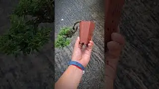 #ConceptPRO🌲🌲🌲#Bonsai_By_PRO🌳🌳🌳#BonsaiThailand🇹🇭🇹🇭🇹🇭#Bonsai🌿🌿🌿 #video🌼🌼🌼#hot💐💐💐 #disign🌺🌺🌺
