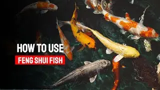 How to Use Feng Shui Fish to Bring Luck and Prosperity into Your Life