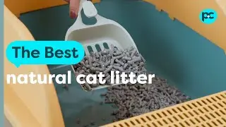 The best natural #cat litter | PET CIRCLE
