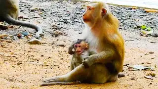 OMG! Basil Baby Boy Monkey Crying So Loudly To Call His Mom Butter, But Basil Is In Cara Legs...