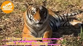 Big Cat Rescue LIVE Q&A with Brittany at Big Cat Rescue 02 06 2023