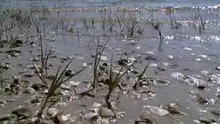 Shell Point Beach