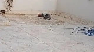 the pet collective parrots 