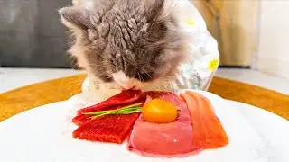 小馋猫上线！可爱猫仔啃肉条鸡蛋配牛排🍖干饭模样太治愈！【四喜家的猫】# 记录猫咪日常 #小馋猫