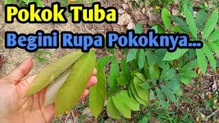 Pokok Tuba Ikan | Bagaimana rupa pokoknya....