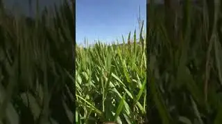 Ever been lost in a cornfield? #shorts #cornfield #countrylife #countryliving #funny #scary #lost