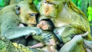 She is jealous with Brinn and baby monkey Braxton, Golda try get close grabbing baby