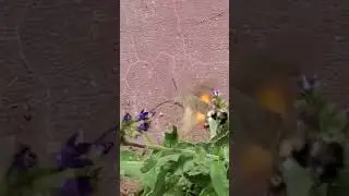 Giant Hummingbird Moth!