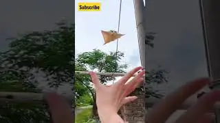 flying rat