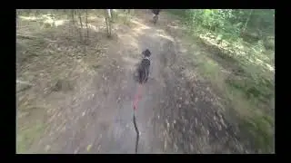 Bikej&ouml;ring Training Runningdogs - Beringen-Koersel