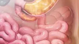 Smooth Muscle Function animation