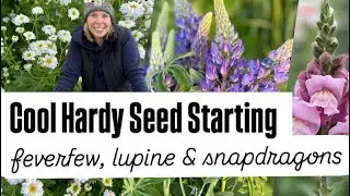 Cool Flowers in Zone 5 - lupine, feverfew & snapdragon seed starting : cut flowers : flower farming