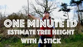 How to Estimate the Height of a Tree using a Stick. One Minute ID
