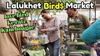 love birds ke Price Bht Kam Hogae LaluKhet Birds Market. 🐦