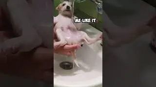 Adorable Rescued Puppy Gets His First Shower 😍 #shorts