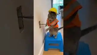 Cat's 🐈 and rats 🐀 funny video 📷🤣🤣 #uk #usa #cat #funny #viral #trending 