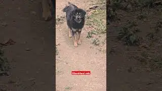Himalayan sheedog best dog breed Uttarakhand Wale harish bhatt