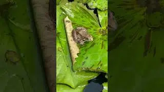 Frog on Lily Pad! 🐸 #shorts #nature #LadewGardens