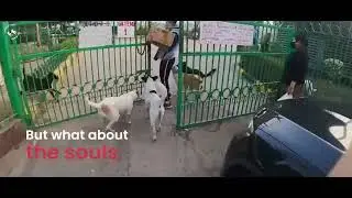 Wagging Tales I Sponsor a Meal Initiative I CP New Delhi