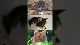 Sweet Cat Grooming Moments &ndash; So Soothing to Watch 😻🧼