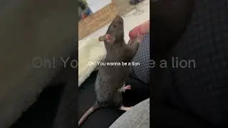 Just a rattie! #rat #petrats #pets #animals #cute