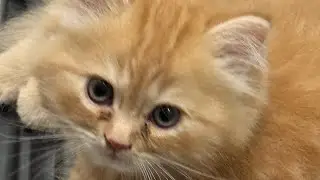 My stubborn  cat 3months old
