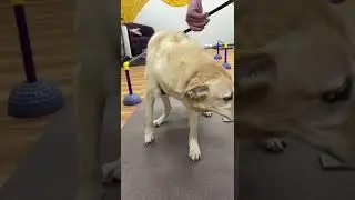 Pacing and ataxic neuro gait dog