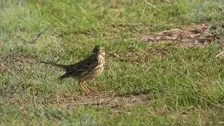 Meadow Pipit, Pispola (Anthus pratensis)