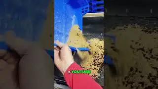 Unlocking Mealworm Farming: Tips from the Community