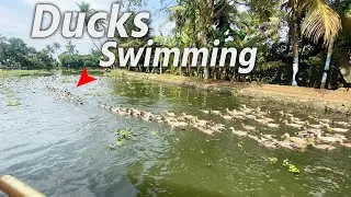 केरल Backwater में तैरते हुए बतखों का सुन्दर नजारा देखकर दंग रह जायेंगे आप 😍 Bunch of Ducks Swimming