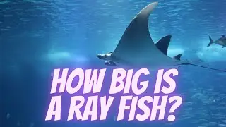 #Batoidea is a superorder of cartilaginous fishes||Where does ray fish live
