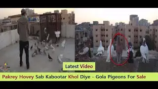 Pakrey Hovey Sab Kabootar Khol Diye - Gola Pigeons For Sale