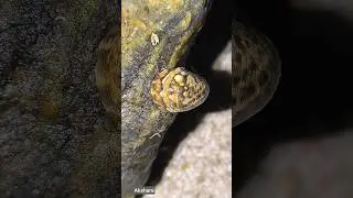 Finding mini snail in beach🏖 side😱 ~ Video shorts #shorts #cuteanimals #animals #nature