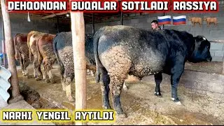 Rossiya🇷🇺✅Buqalari DEHQOMDAN SOTILADI